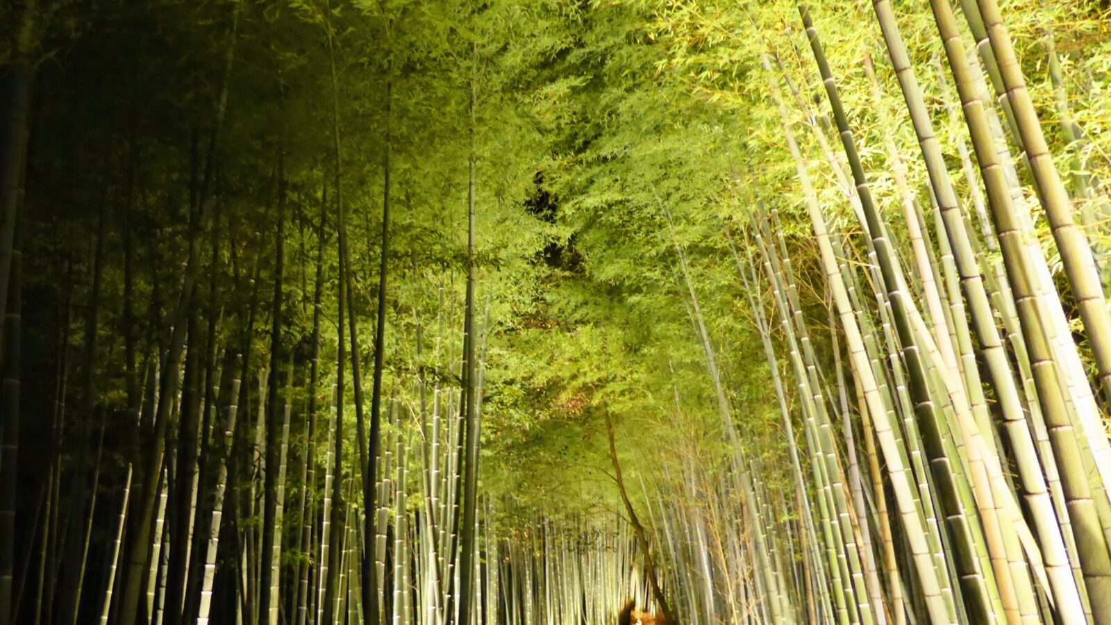 Rừng tre Arashiyama ở Kyoto, Nhật Bản