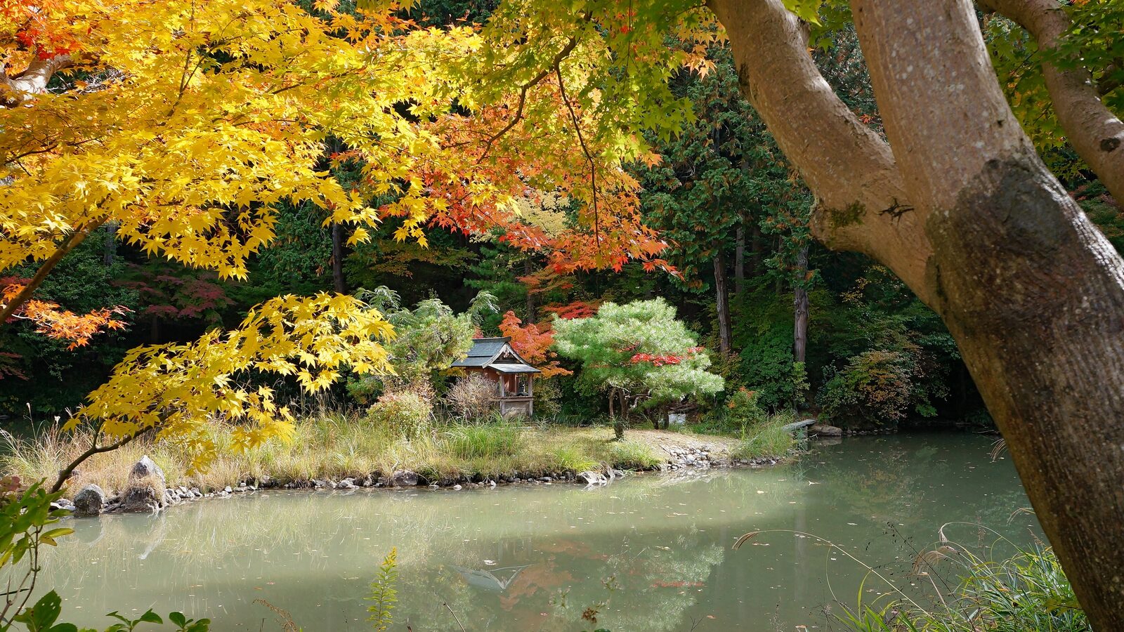 Khu vườn Nhật Bản mùa lá đỏ ở Kyoto